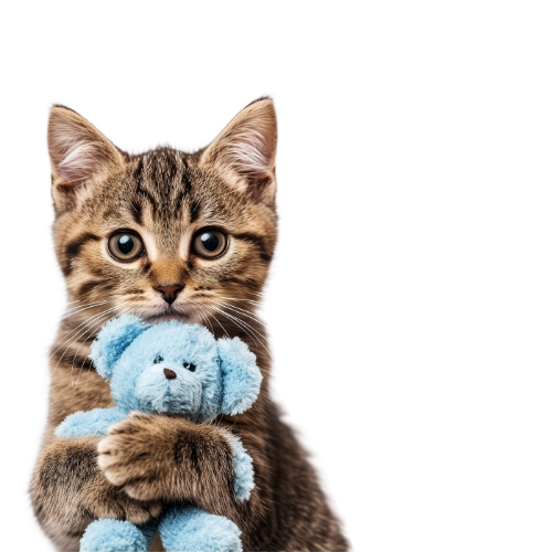 Welcome to our cat toy collection.